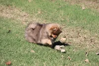 SOLD Simon, a male Pomeranian for sale in Grand Saline, TX – Photo 5 of 10