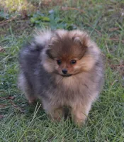 SOLD Simon, a male Pomeranian for sale in Grand Saline, TX – Photo 2 of 10