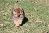 SOLD Simon, a male Pomeranian for sale in Grand Saline, TX – Photo 6 of 10