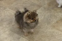 SOLD Simon, a male Pomeranian for sale in Grand Saline, TX – Photo 7 of 10