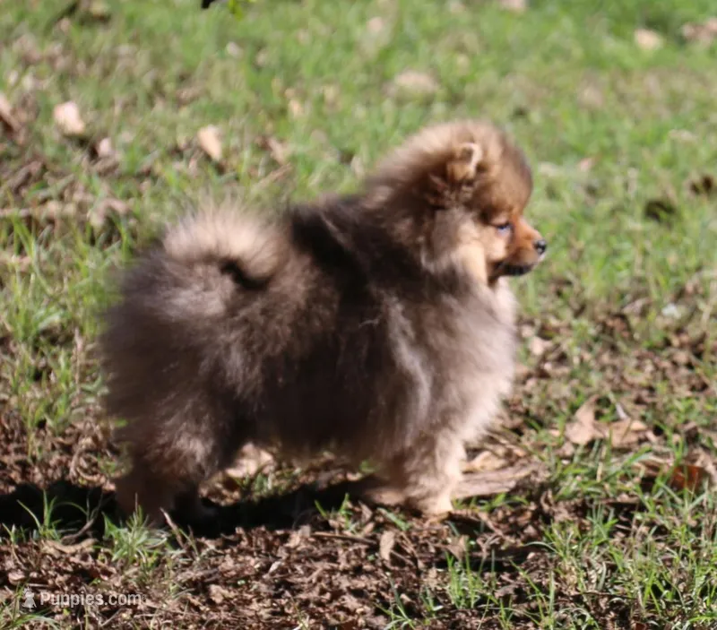 SOLD Simon, a male Pomeranian for sale in Grand Saline, TX – Photo 1 of 10