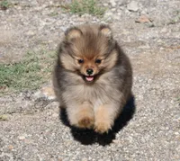 SOLD Simon, a male Pomeranian for sale in Grand Saline, TX – Photo 10 of 10