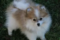 SOLD Shay, a female Pomeranian for sale in Grand Saline, TX – Photo 5 of 10