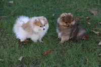 SOLD Shay, a female Pomeranian for sale in Grand Saline, TX – Photo 3 of 10