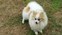 SOLD Shay, a female Pomeranian for sale in Grand Saline, TX – Photo 9 of 10