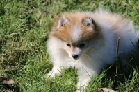 SOLD Shay, a female Pomeranian for sale in Grand Saline, TX – Photo 7 of 10