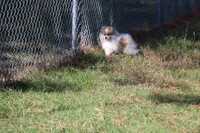 SOLD Shay, a female Pomeranian for sale in Grand Saline, TX – Photo 8 of 10