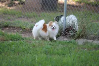 SOLD Shay, a female Pomeranian for sale in Grand Saline, TX – Photo 10 of 10