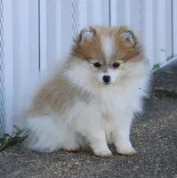 SOLD Shay, a female Pomeranian for sale in Grand Saline, TX – Photo 1 of 10
