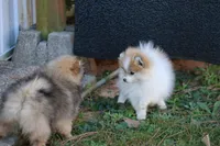 SOLD Shay, a female Pomeranian for sale in Grand Saline, TX – Photo 4 of 10