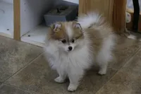 SOLD Shay, a female Pomeranian for sale in Grand Saline, TX – Photo 2 of 10