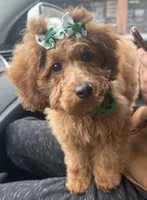 Penny, a female Poodle - Miniature  for sale in Kennesaw, GA – Photo 3 of 5