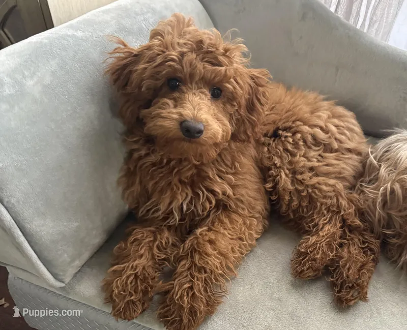 Penny – Poodle - Miniature  puppy for sale in Kennesaw, GA