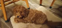 Penny, a female Poodle - Miniature  for sale in Kennesaw, GA – Photo 5 of 5