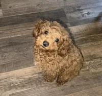 Penny, a female Poodle - Miniature  for sale in Kennesaw, GA – Photo 4 of 5