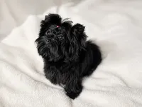 Tiny 3 lb Yorkie Girl — Embark Clear & Potty Trained, a female Yorkshire Terrier for sale in Kennesaw, GA – 2 of 4