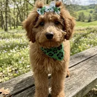 Penny, a female Poodle - Toy  for sale in Kennesaw, GA – Photo 1 of 2