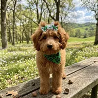 Penny, a female Poodle - Toy  for sale in Kennesaw, GA – Photo 2 of 2
