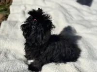 Lilly, a female Yorkshire Terrier for sale in Kennesaw, GA – Photo 3 of 4