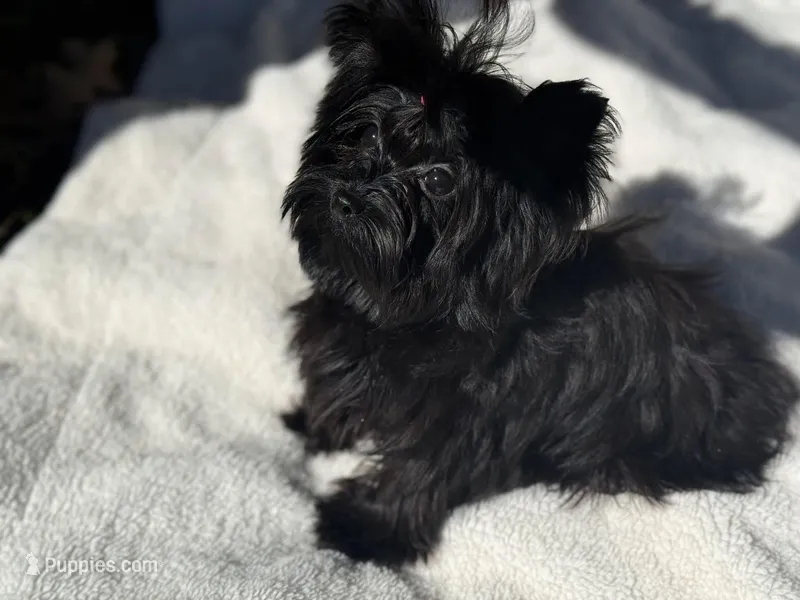 Lilly – Yorkshire Terrier puppy for sale in Kennesaw, GA