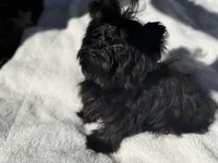 Lilly, a female Yorkshire Terrier for sale in Kennesaw, GA – Photo 1 of 4