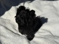 Lilly, a female Yorkshire Terrier for sale in Kennesaw, GA – Photo 2 of 4