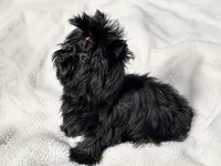 Tiny 3 lb Yorkie Girl — Embark Clear & Potty Trained, a female Yorkshire Terrier for sale in Kennesaw, GA – 1 of 4