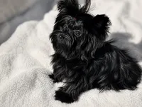Tiny 3 lb Yorkie Girl — Embark Clear & Potty Trained, a female Yorkshire Terrier for sale in Kennesaw, GA – 3 of 4