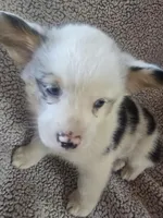 Mr. Brown, a male Cardigan Welsh Corgi and Pembroke Welsh Corgi for sale in Bastrop, TX – Photo 3 of 6