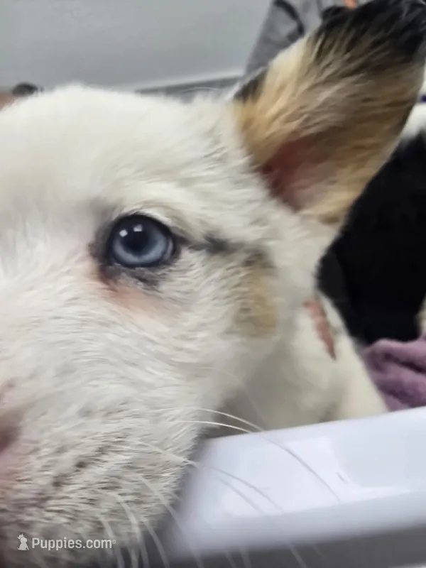 Mr. Brown – Cardigan Welsh Corgi, Pembroke Welsh Corgi puppy for sale in Bastrop, TX