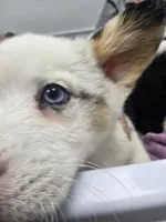 Mr. Brown, a male Cardigan Welsh Corgi and Pembroke Welsh Corgi for sale in Bastrop, TX – Photo 1 of 6