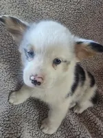 Mr. Brown, a male Cardigan Welsh Corgi and Pembroke Welsh Corgi for sale in Bastrop, TX – Photo 5 of 6