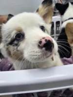 Mr. Brown, a male Cardigan Welsh Corgi and Pembroke Welsh Corgi for sale in Bastrop, TX – Photo 2 of 6