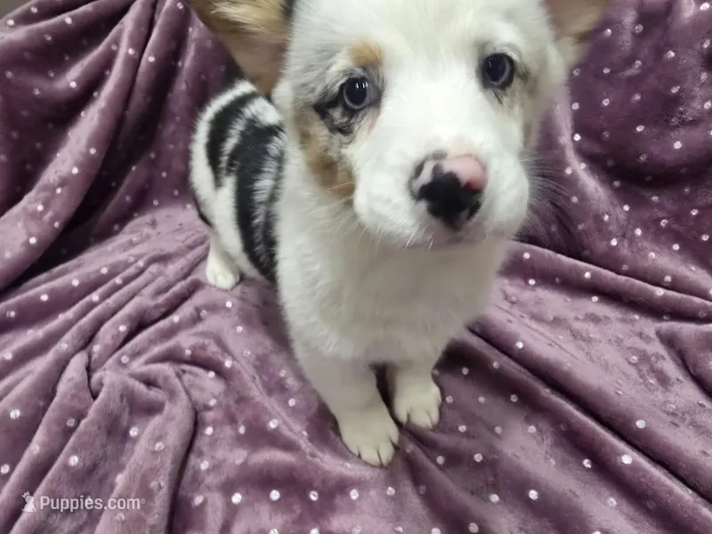 Mr. Brown – Cardigan Welsh Corgi, Pembroke Welsh Corgi puppy for sale in Bastrop, TX