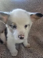 Mr. Brown, a male Cardigan Welsh Corgi and Pembroke Welsh Corgi for sale in Bastrop, TX – Photo 4 of 6