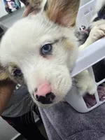 Mr. Brown, a male Cardigan Welsh Corgi and Pembroke Welsh Corgi for sale in Bastrop, TX – Photo 6 of 6