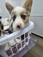 Mr. Red, a male Cardigan Welsh Corgi and Pembroke Welsh Corgi for sale in Bastrop, TX – Photo 4 of 4