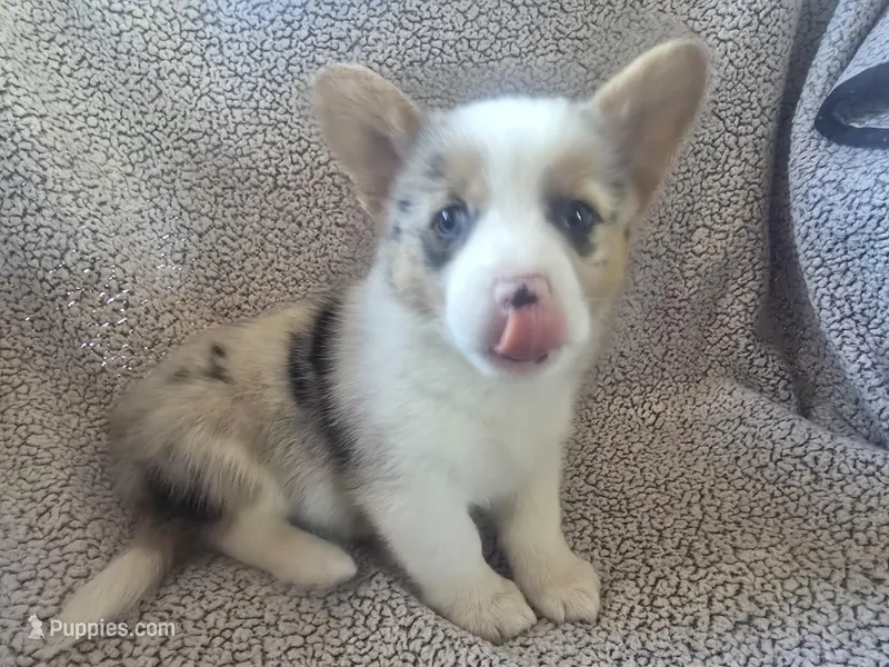 Mr. Red – Cardigan Welsh Corgi, Pembroke Welsh Corgi puppy for sale in Bastrop, TX