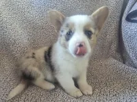 Mr. Red, a male Cardigan Welsh Corgi and Pembroke Welsh Corgi for sale in Bastrop, TX – Photo 1 of 4