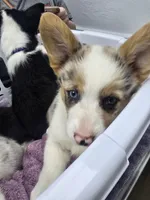 Mr. Red, a male Cardigan Welsh Corgi and Pembroke Welsh Corgi for sale in Bastrop, TX – Photo 3 of 4