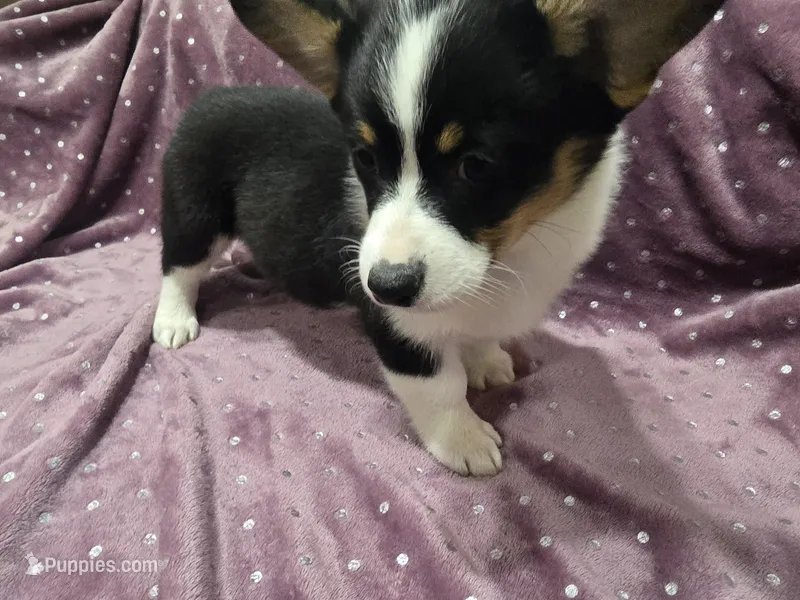 Miss Purple – Cardigan Welsh Corgi, Pembroke Welsh Corgi puppy for sale in Bastrop, TX