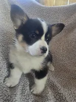 Miss Purple, a female Cardigan Welsh Corgi and Pembroke Welsh Corgi for sale in Bastrop, TX – Photo 2 of 2