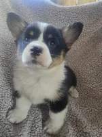 Miss Purple, a female Cardigan Welsh Corgi and Pembroke Welsh Corgi for sale in Bastrop, TX – Photo 1 of 2