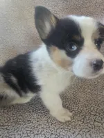 Miss Pink, a female Cardigan Welsh Corgi and Pembroke Welsh Corgi for sale in Bastrop, TX – Photo 2 of 2