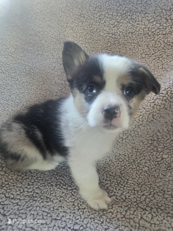 Miss Pink – Cardigan Welsh Corgi, Pembroke Welsh Corgi puppy for sale in Bastrop, TX