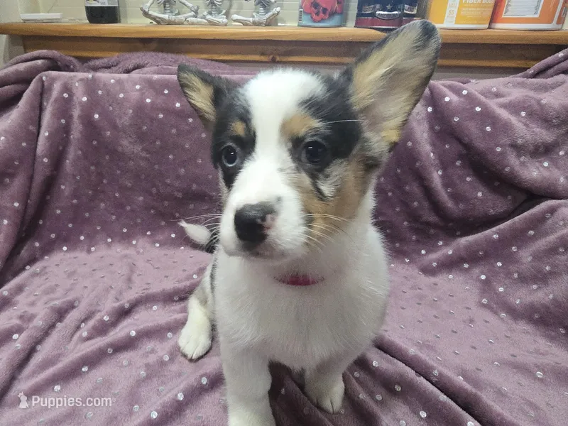 Miss Pink – Cardigan Welsh Corgi, Pembroke Welsh Corgi puppy for sale in Bastrop, TX
