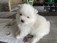 Sunny, a female Pomeranian for sale in Riverside, CA – 4 of 5