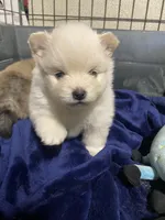 Sunny, a female Pomeranian for sale in Riverside, CA – 2 of 5