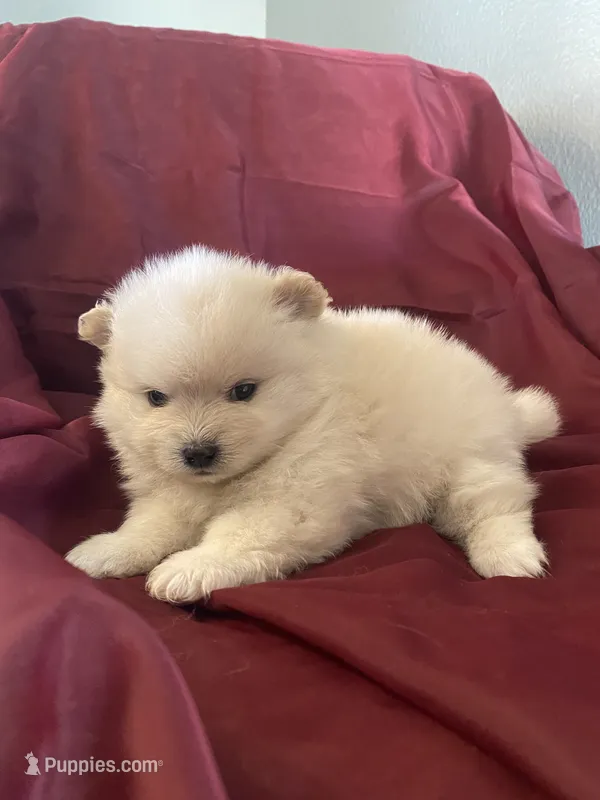 Sunny – Pomeranian puppy for sale in Riverside, CA