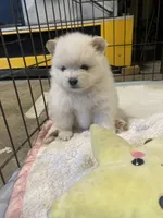 Sunny, a female Pomeranian for sale in Riverside, CA – 3 of 5